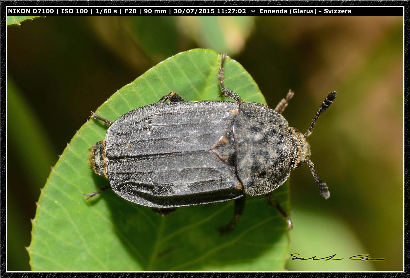 Tanatophilus sinuatus (Silphidae) dalla Svizzera